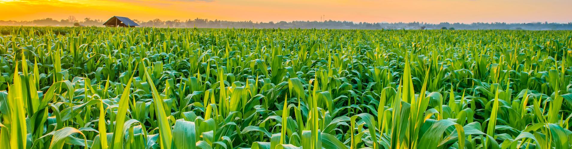 Corn field.